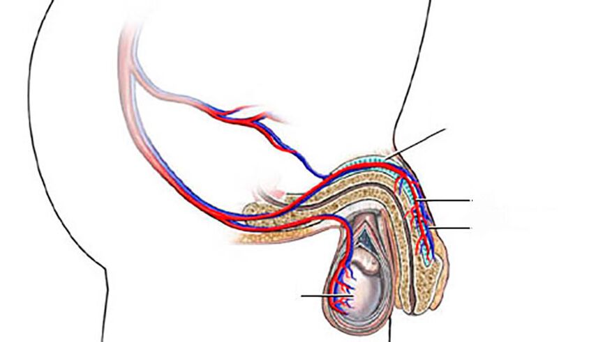 Structura penisului