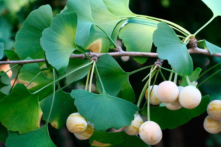 Ginkgo biloba - o plantă exotică folosită pentru a crește potența