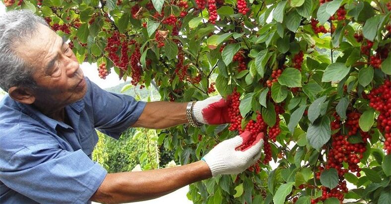 Iarbă de lămâie chineză pentru a crește potența